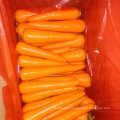 Boa colheita de cenoura fresca